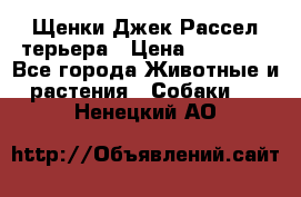 Щенки Джек Рассел терьера › Цена ­ 30 000 - Все города Животные и растения » Собаки   . Ненецкий АО